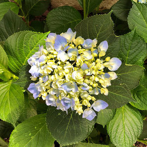 Meet your Posher, Simply